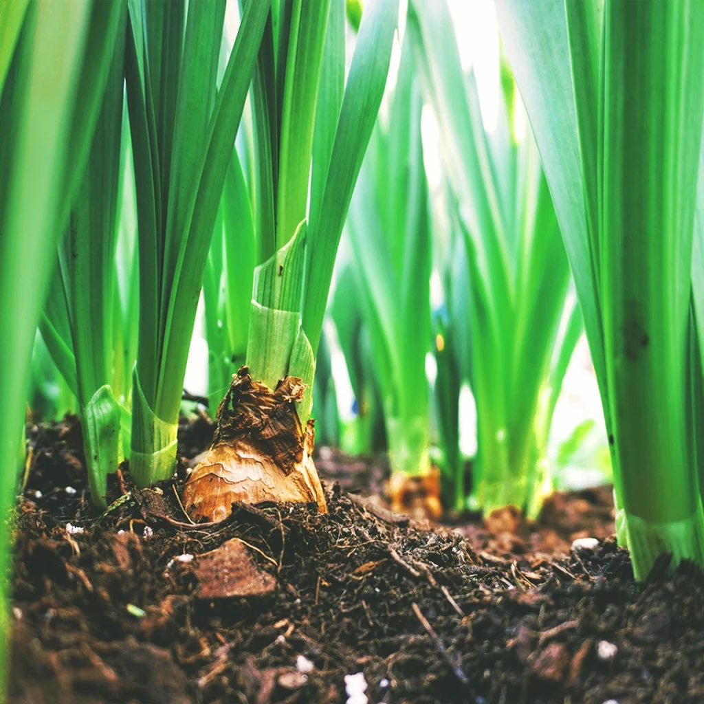 Agriculture