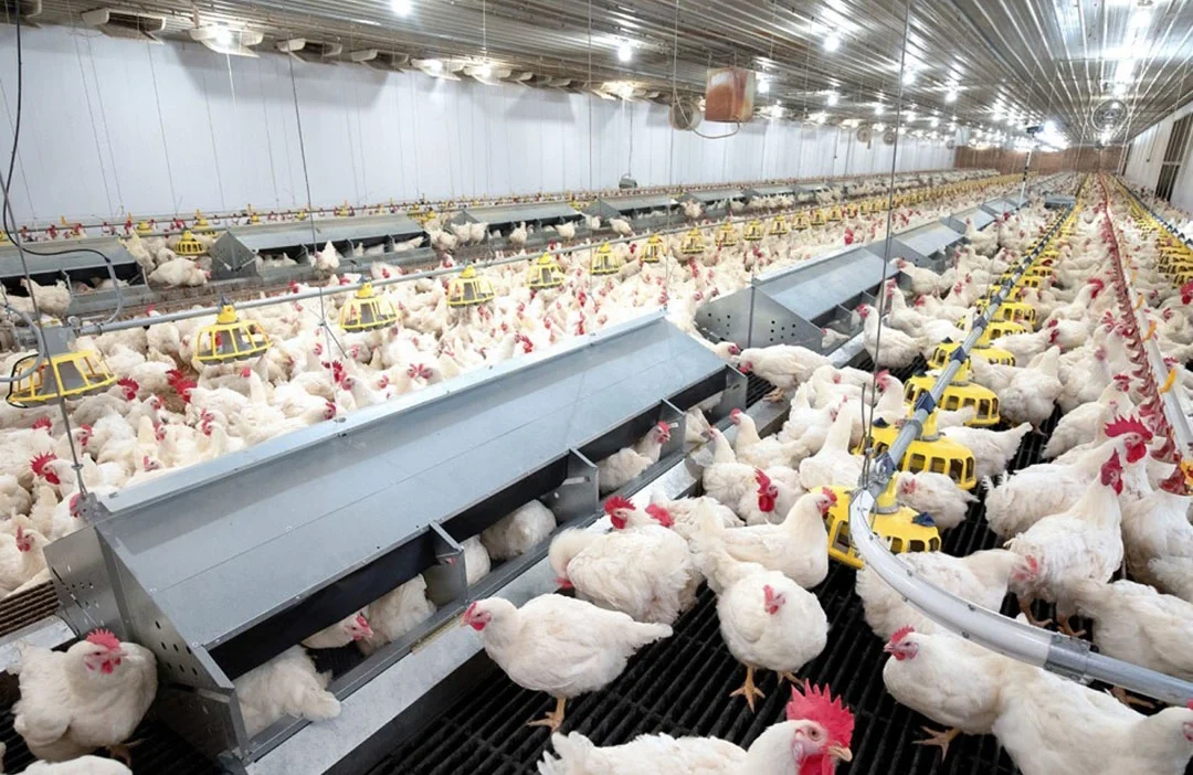 Poultry farming