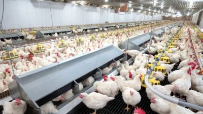 Poultry farming