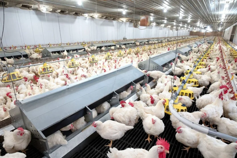 Poultry farming