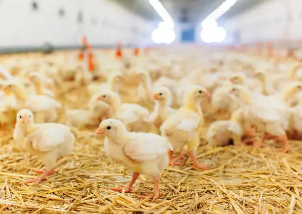 Poultry Farming