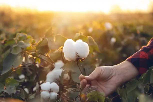 Resources for Cotton Business