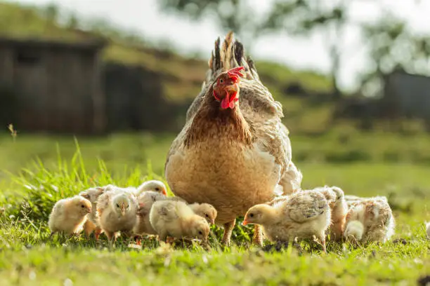 Poultry Farming