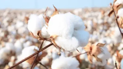 Resources for Cotton Business