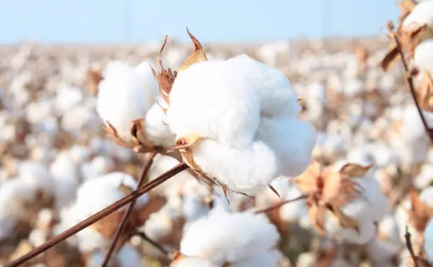 Resources for Cotton Business