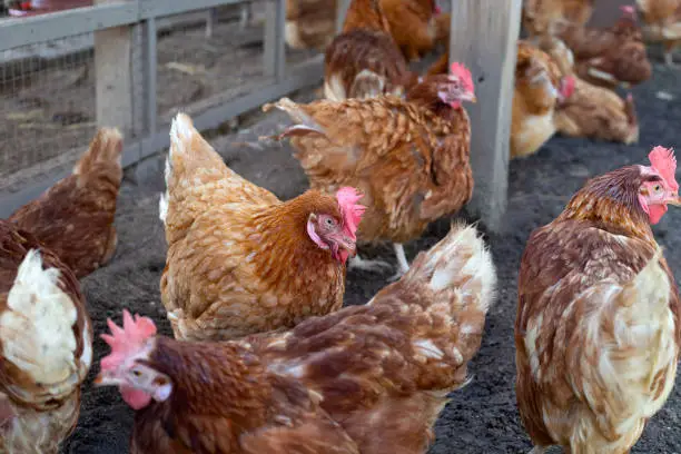 Poultry Farming