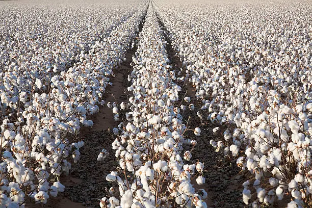 Resources for Cotton Business