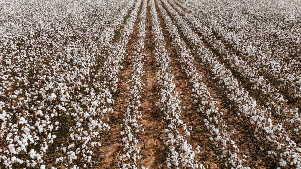 Resources for Cotton Business