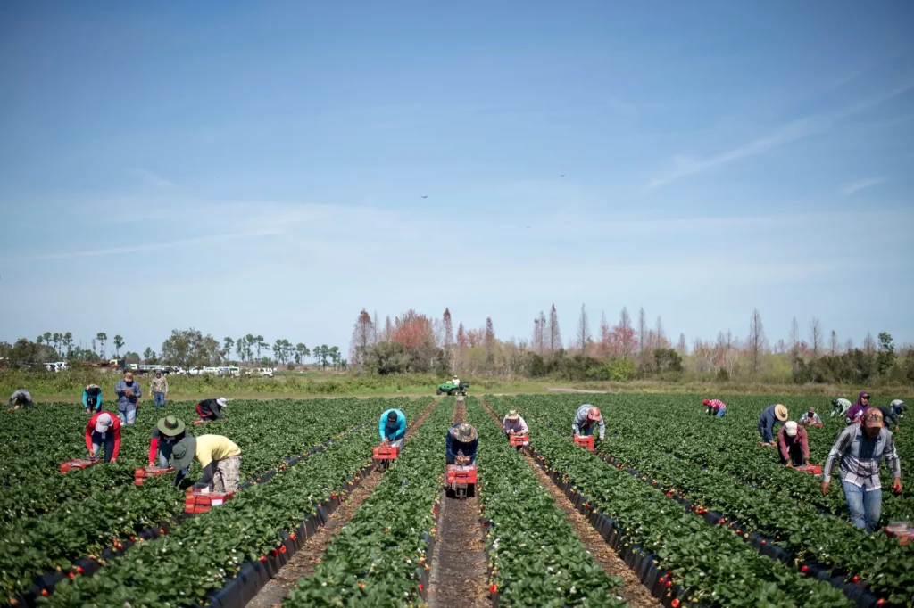Mexican Tomato Exporters