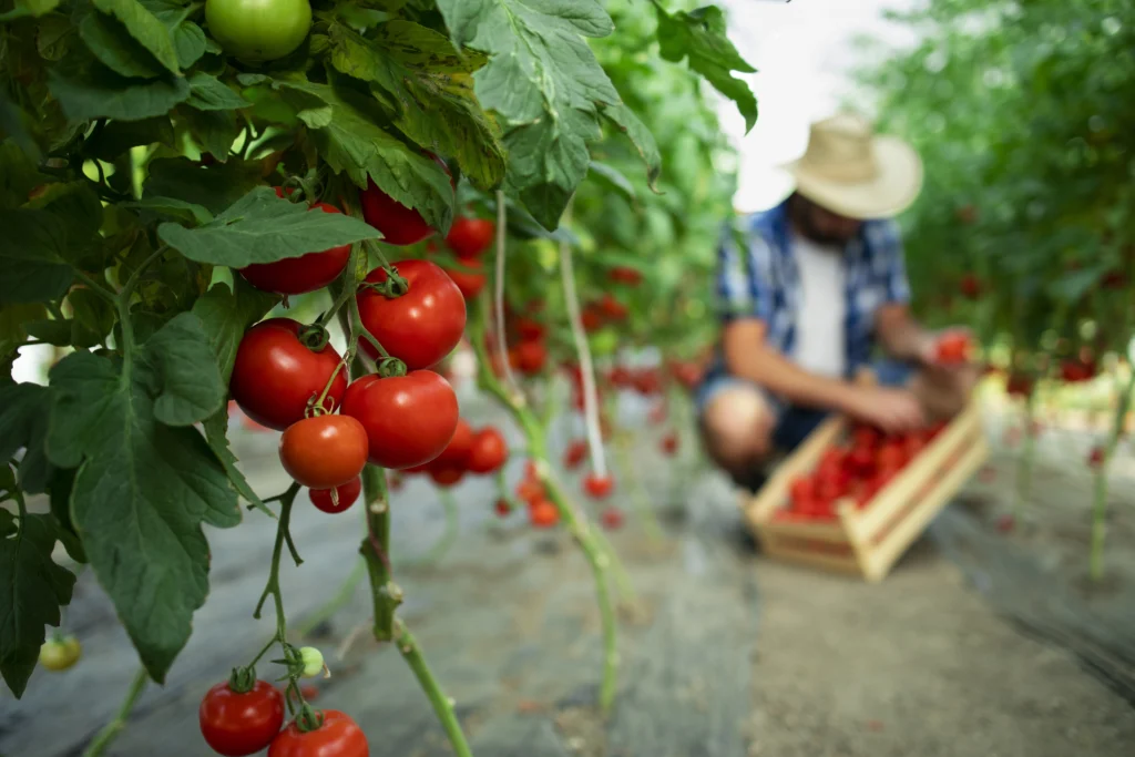 Mexican Tomato Exporters